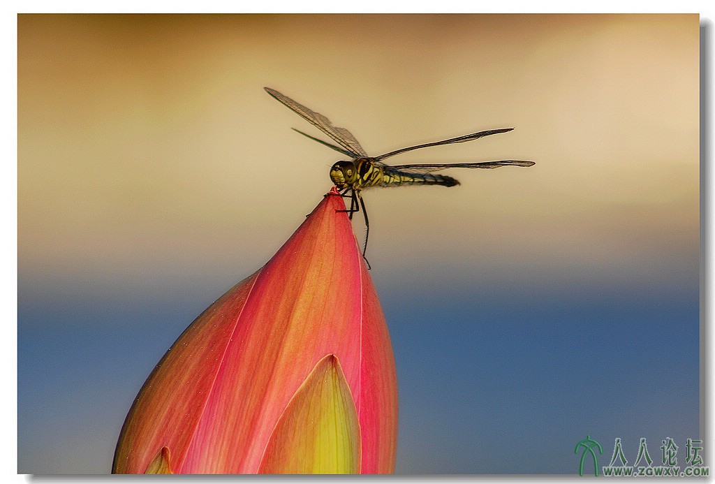 莲花池荷花节作品