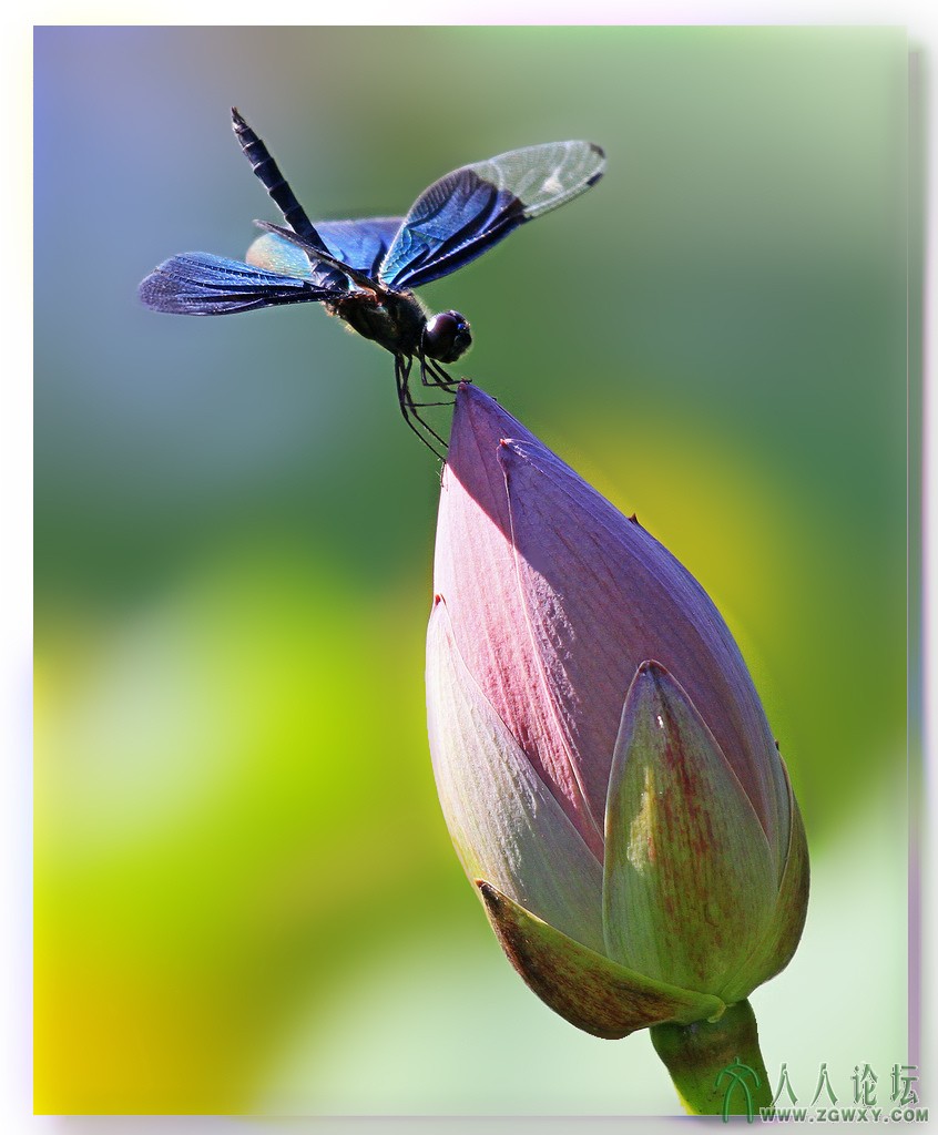 莲花池荷花节作品