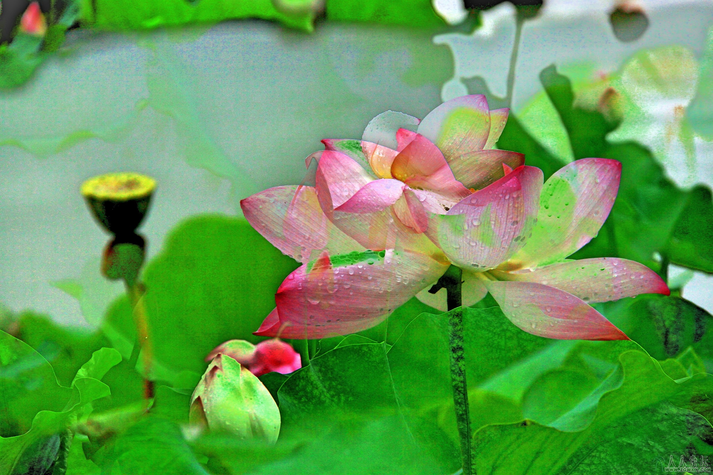 HDR荷花2.jpg