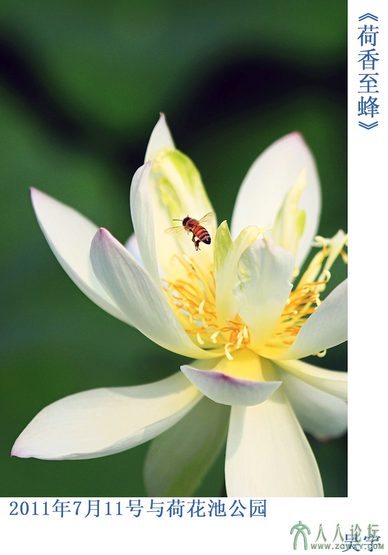 荷香至蜂