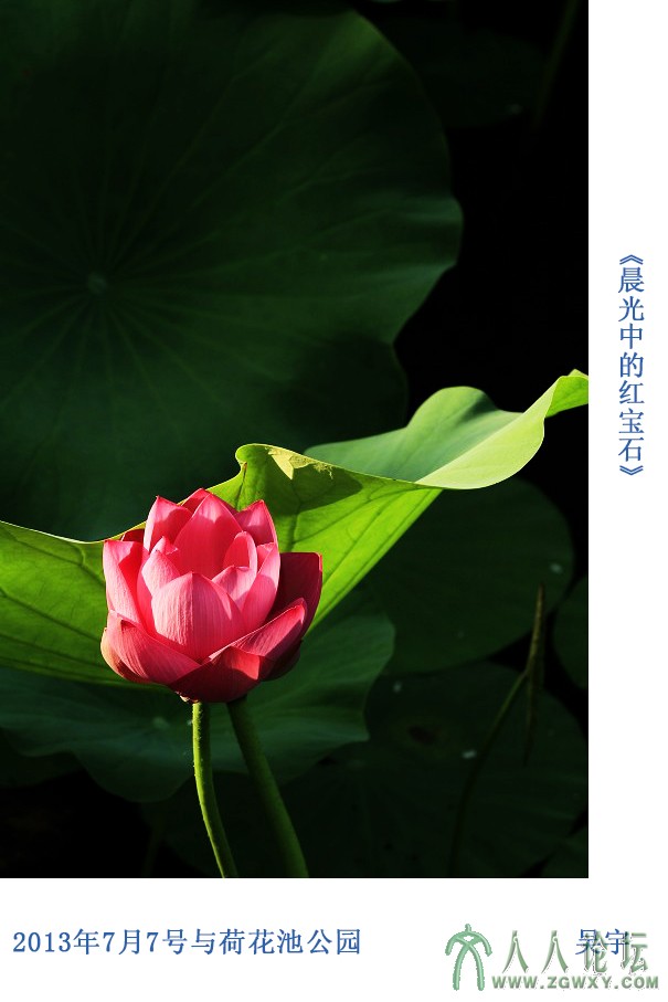 晨光中的红宝石