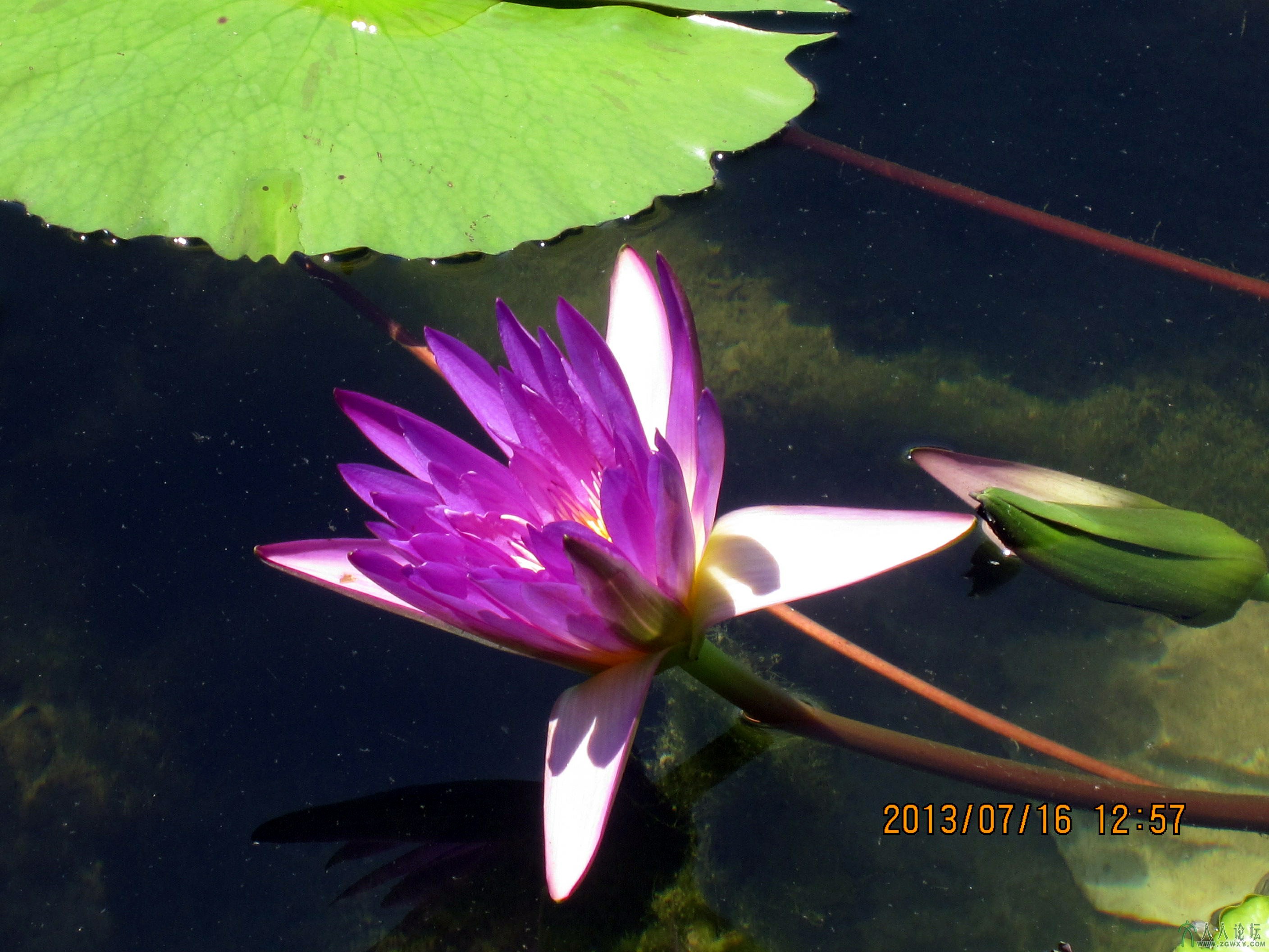 006 莲花池荷花.jpg