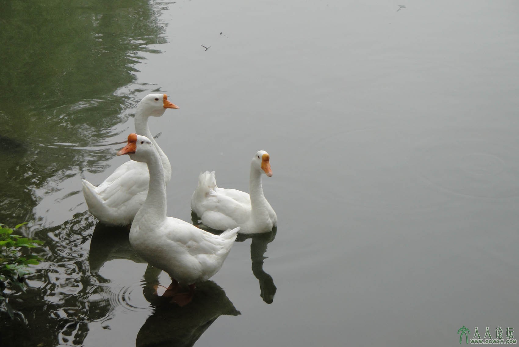 鹅2.jpg