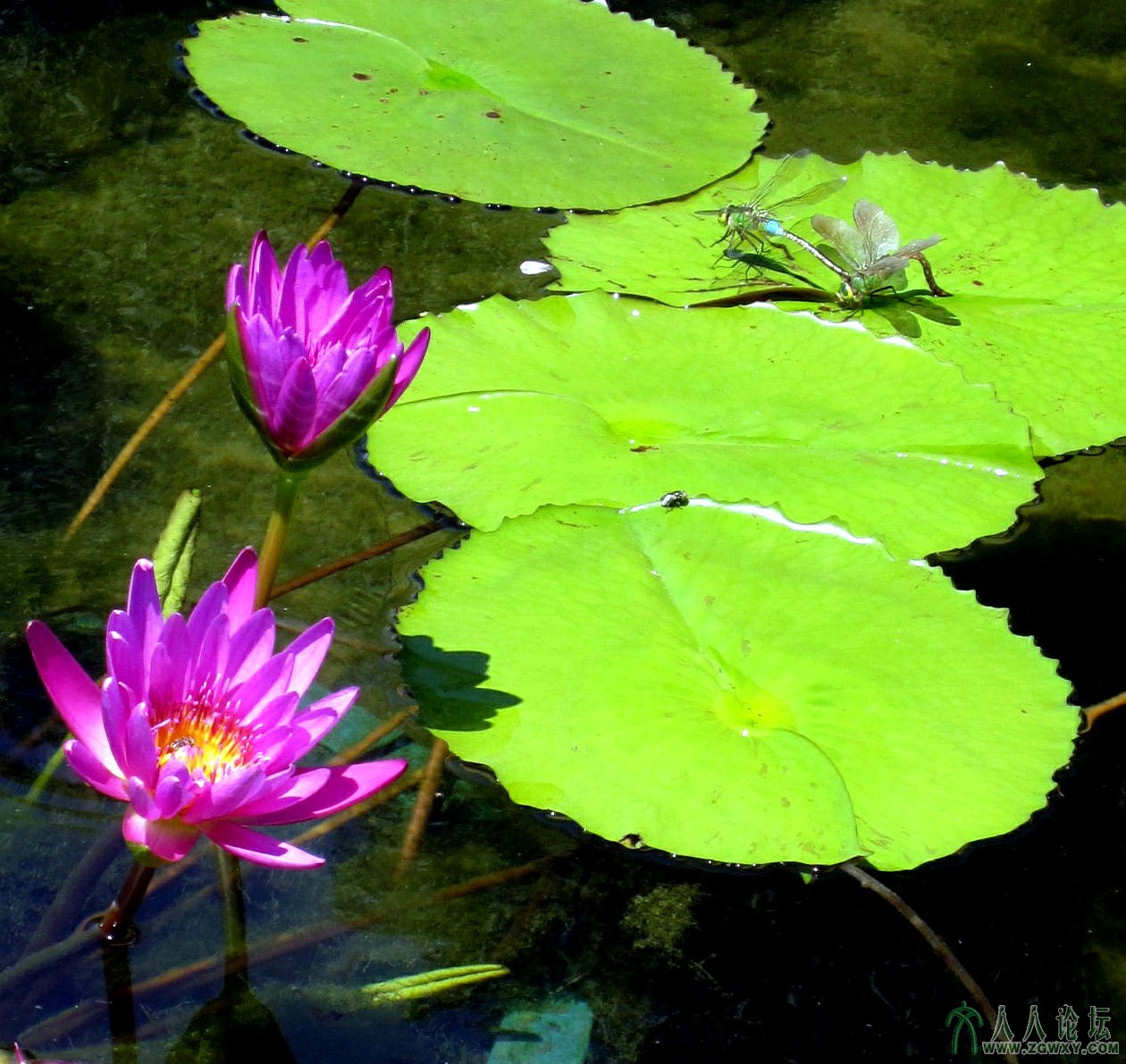 荷花相依 蜻蜓成对