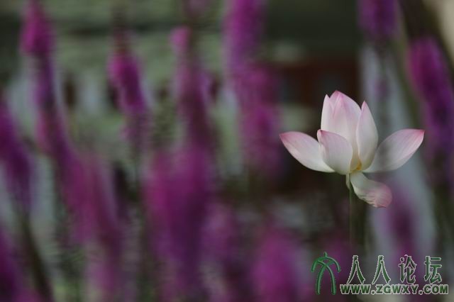 众里寻她千百度