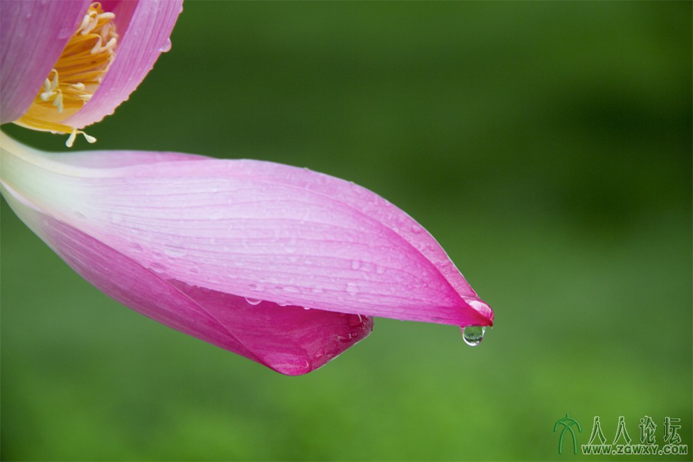 雨后！2013-7-8莲花池