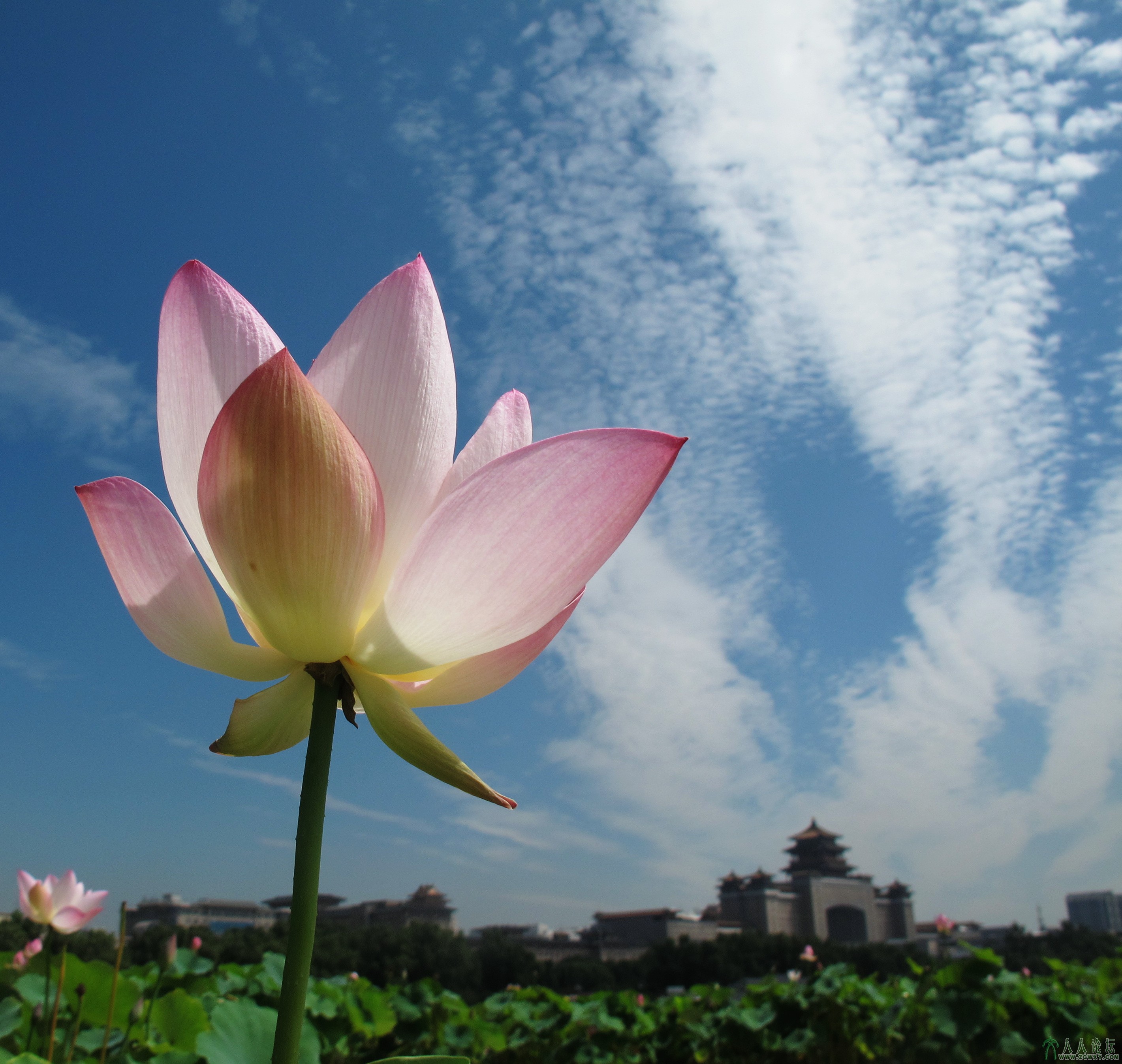 20130728莲花池 (26).jpg