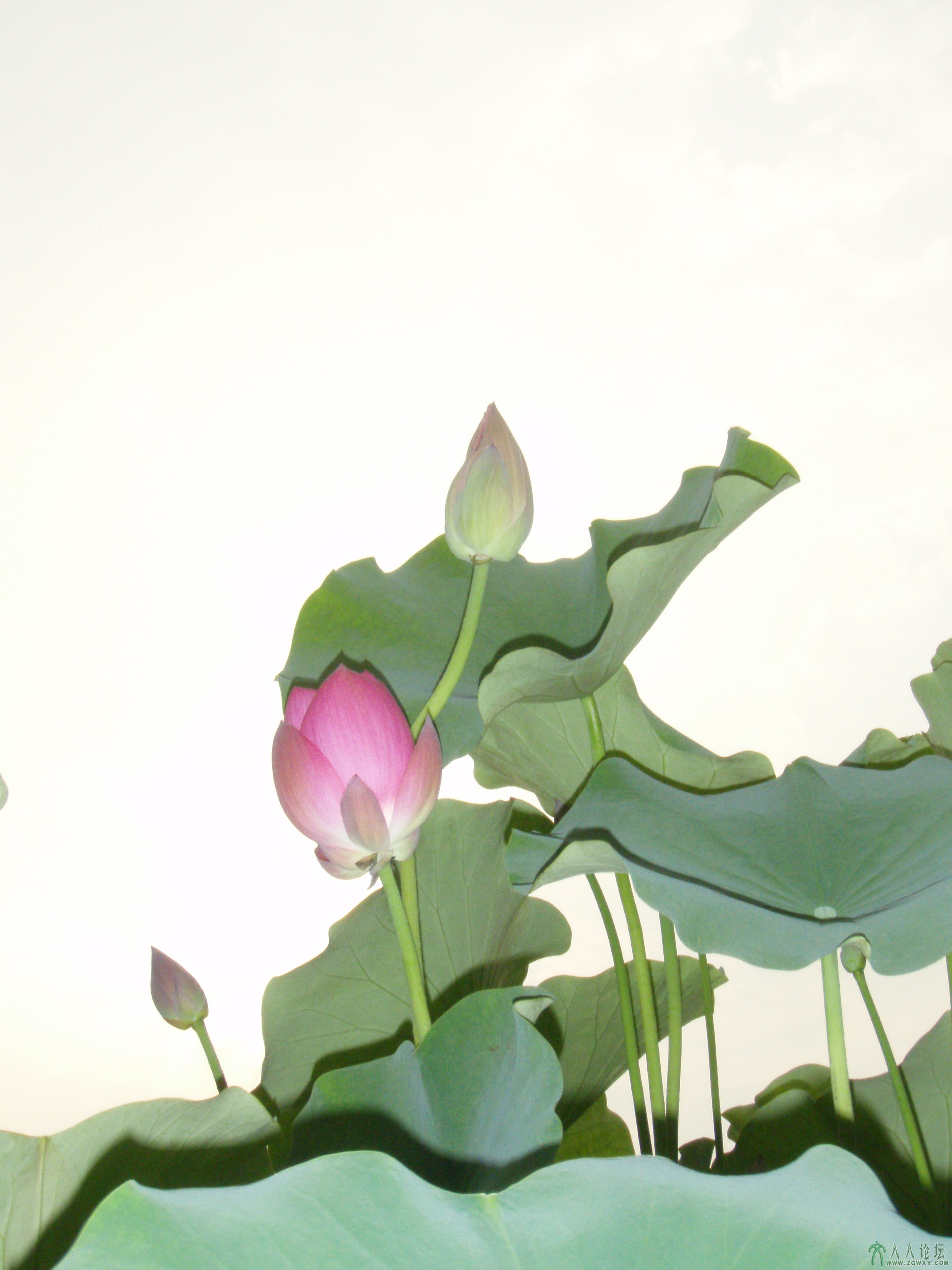 2013年6月27日摄于莲花池公园