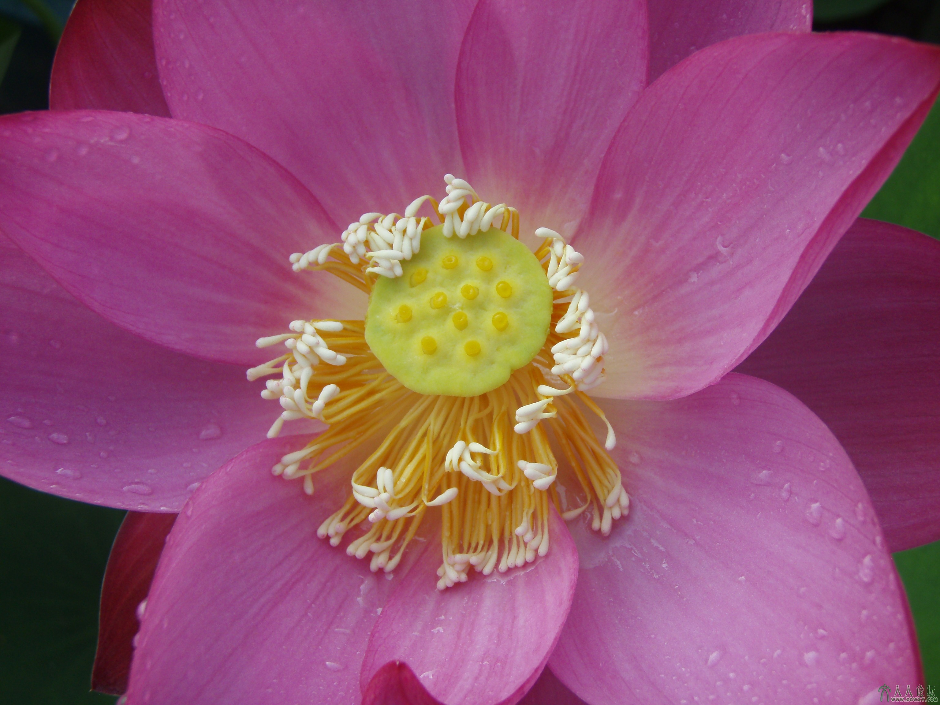 2013年6月23日摄于莲花池公园