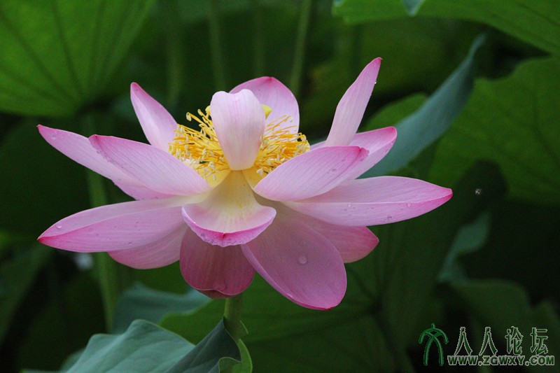 莲花池公园摄影