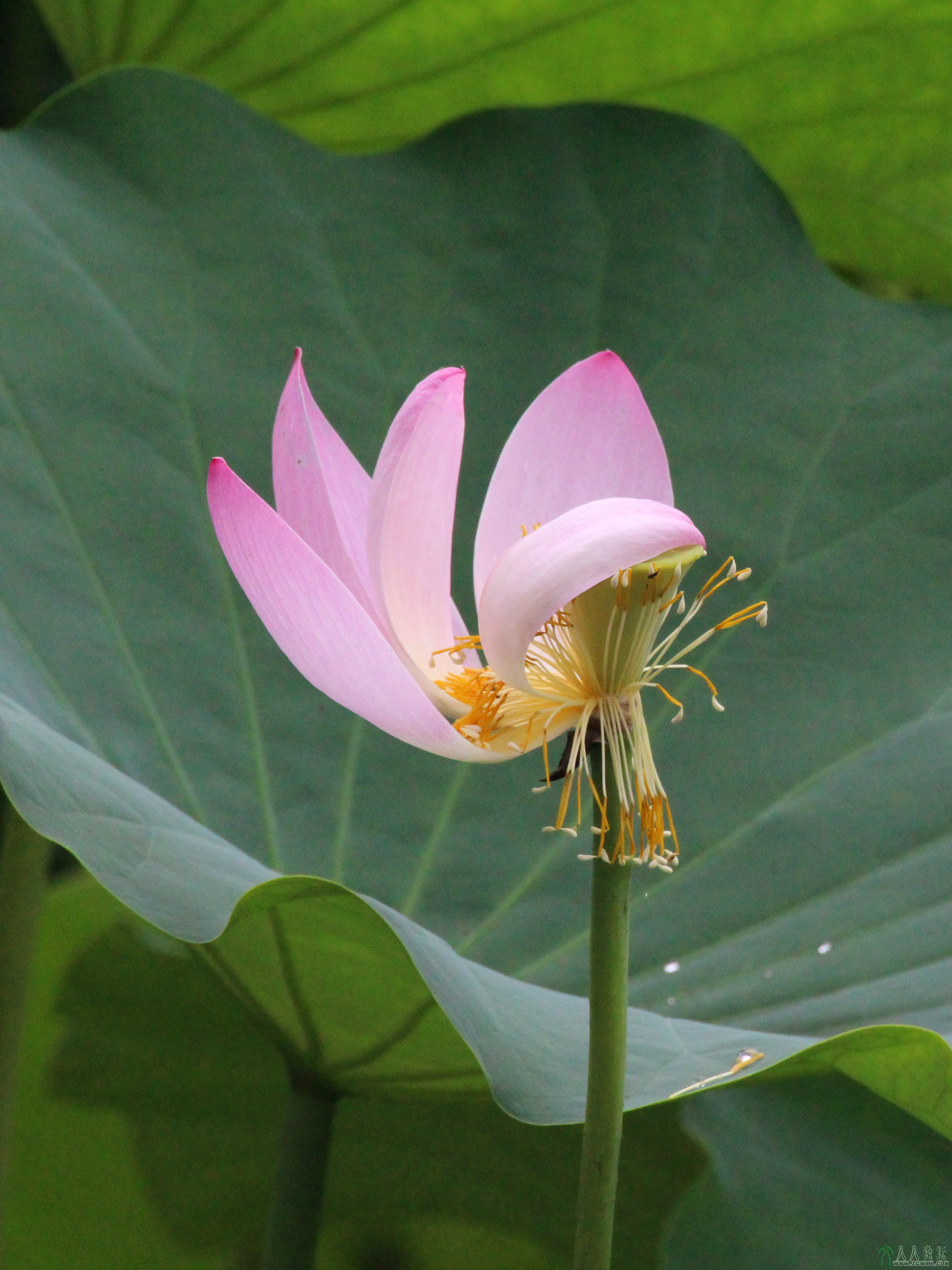 莲花池公园摄影