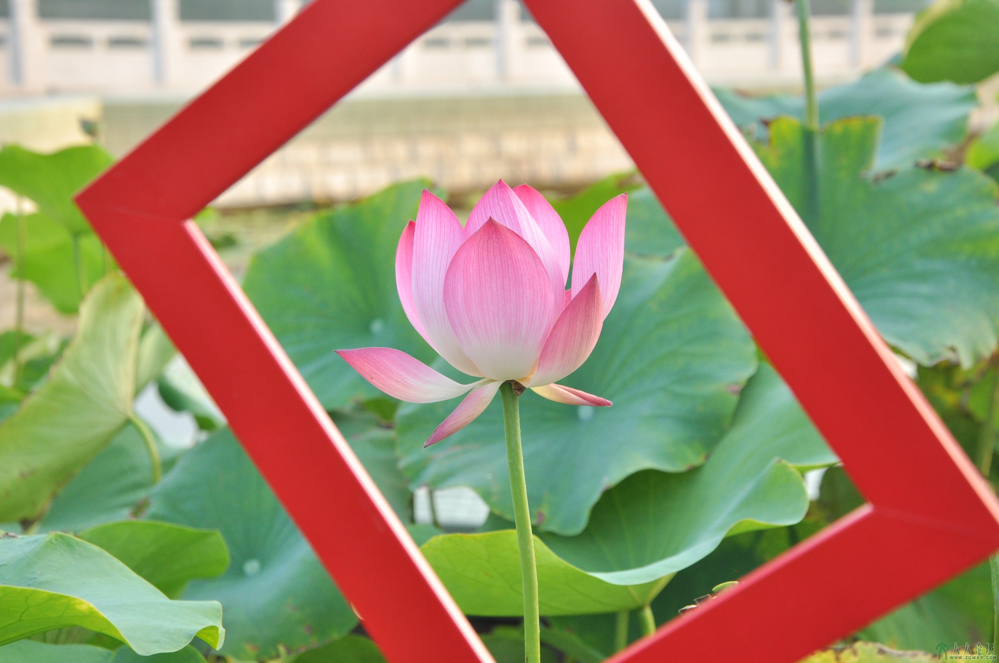 荷花魅影---画中画