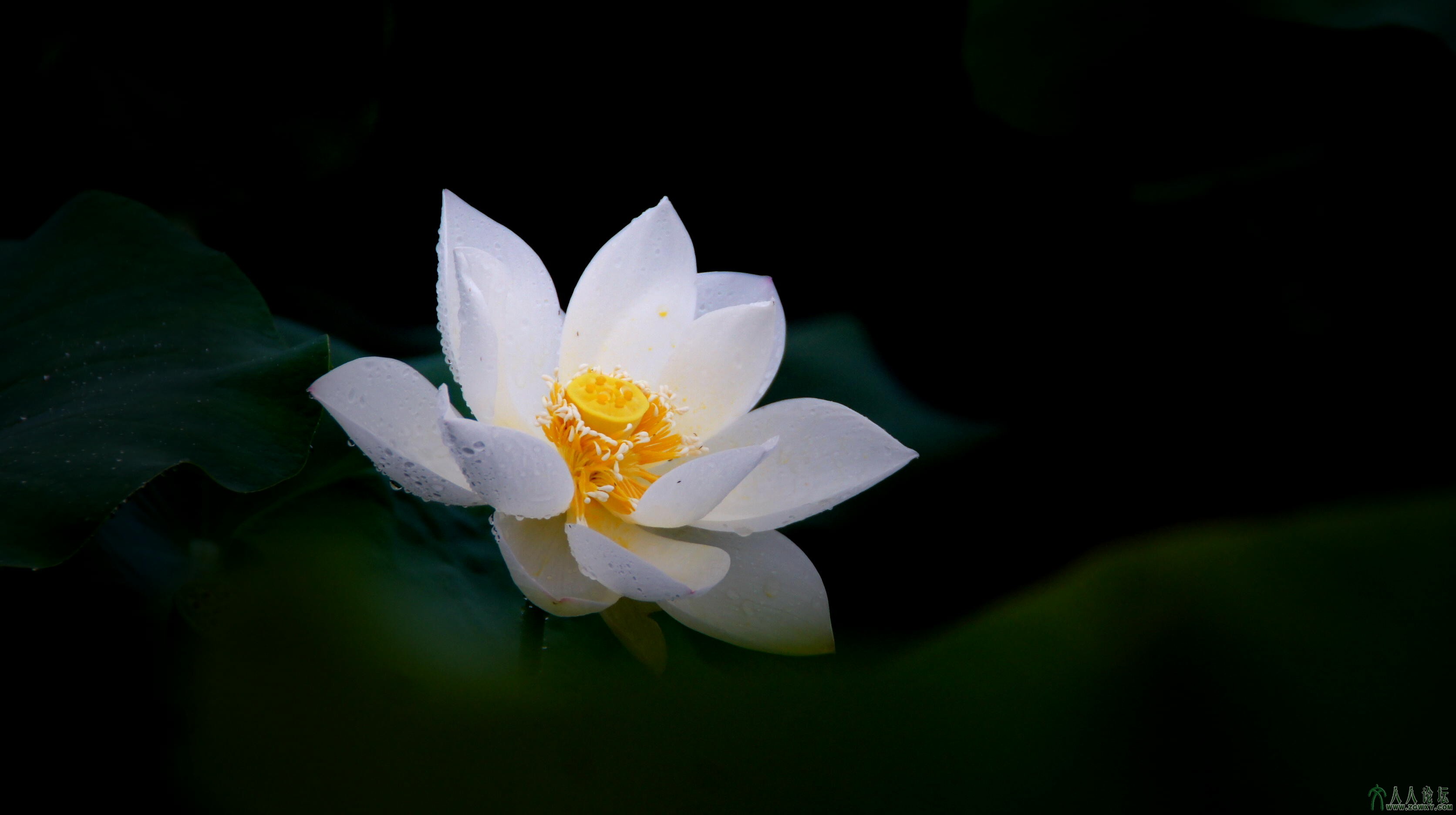 第1张照片标题：《静》