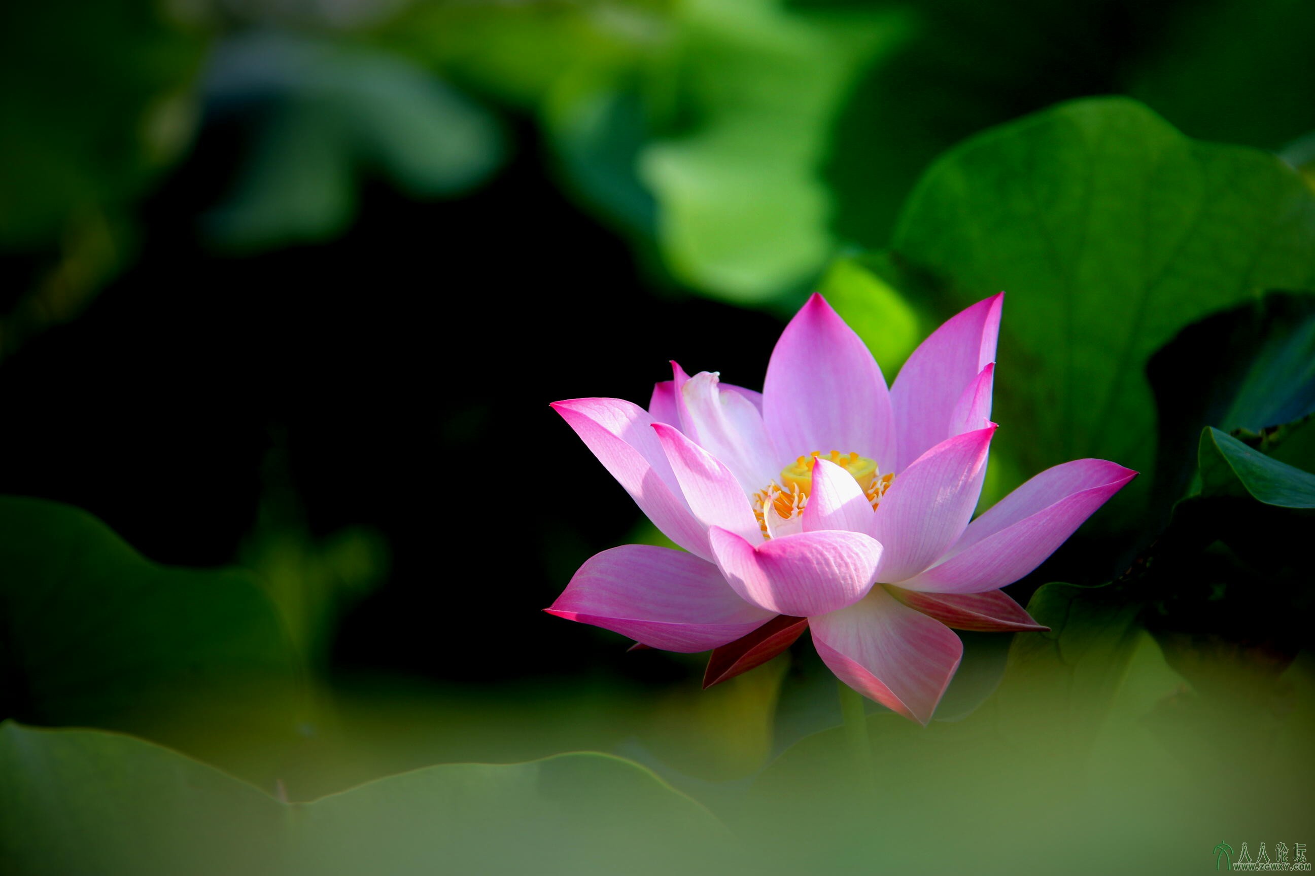 第5张照片标题：《清荷》