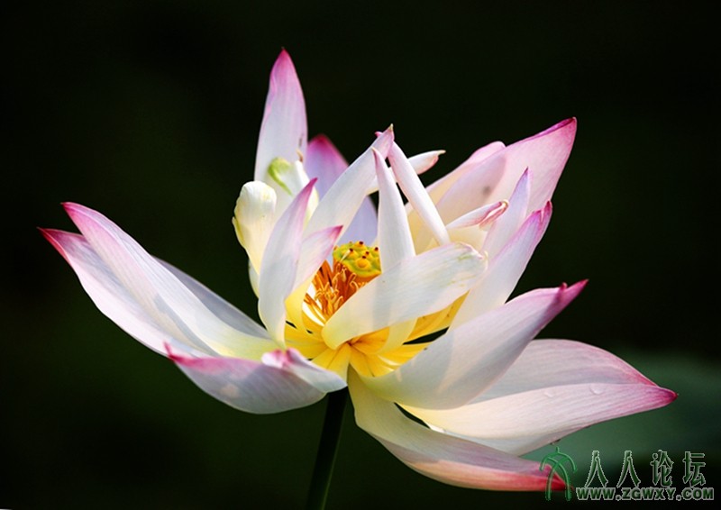 玉指纤手弄荷香