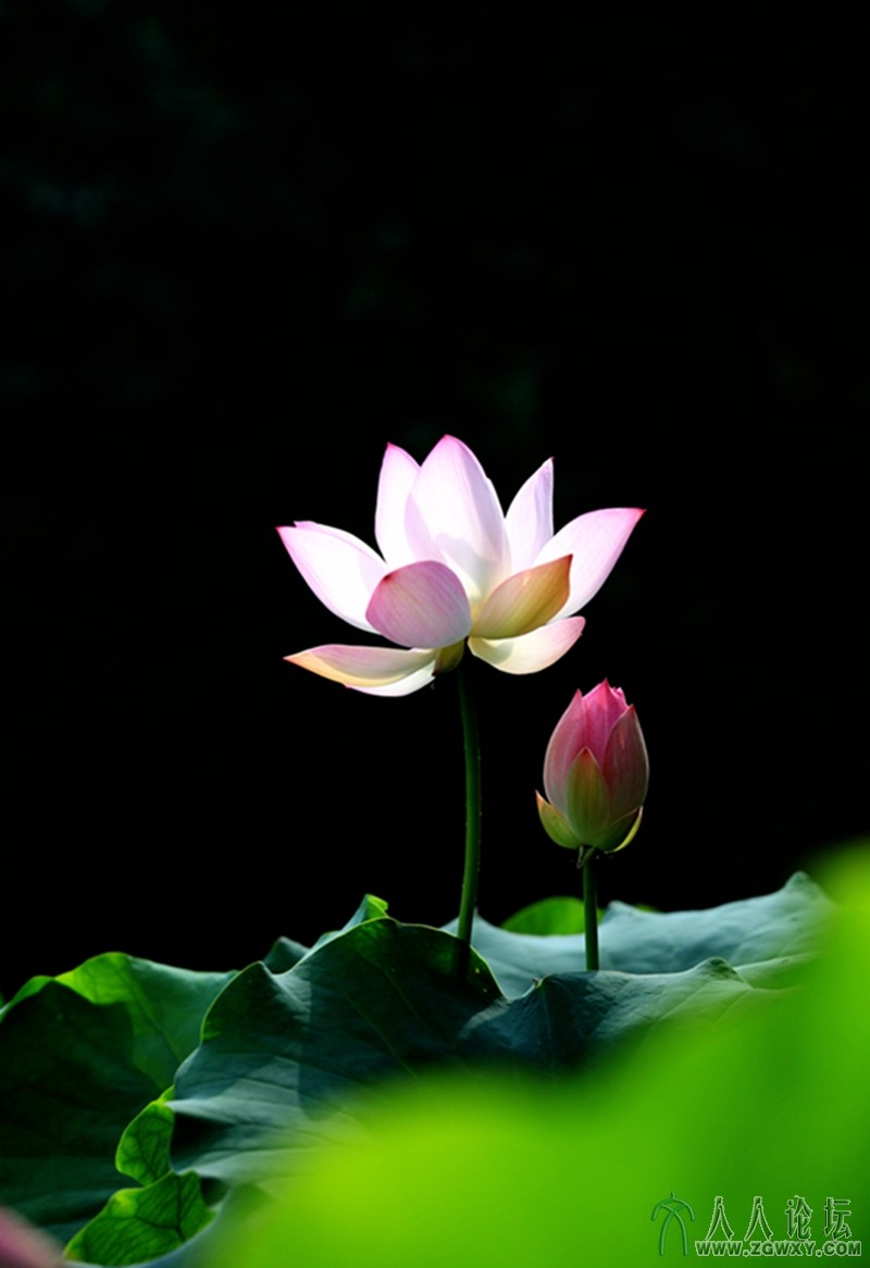 畅想和（荷）谐