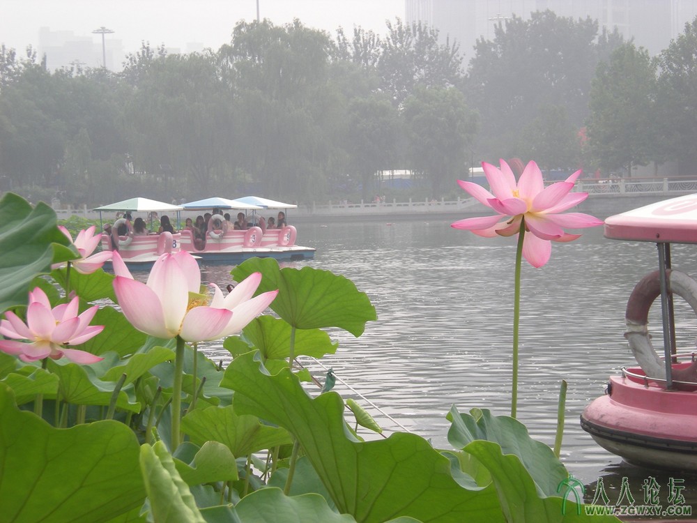 泛舟赏荷 2013.7.12