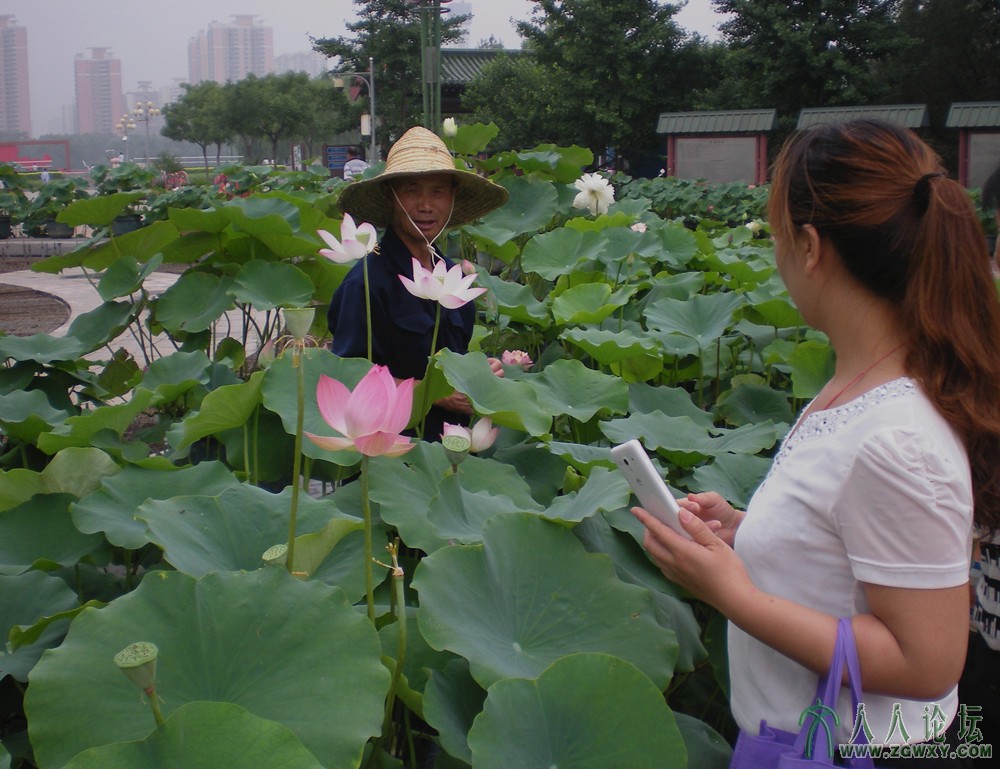 问荷那得美如许？2013.7.12