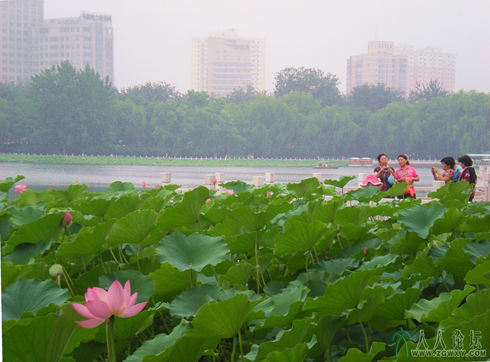 相约莲花池 2013.7.12