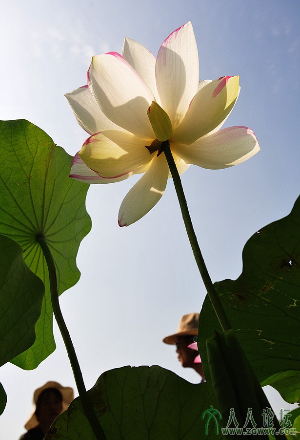 13年.7月.莲花池