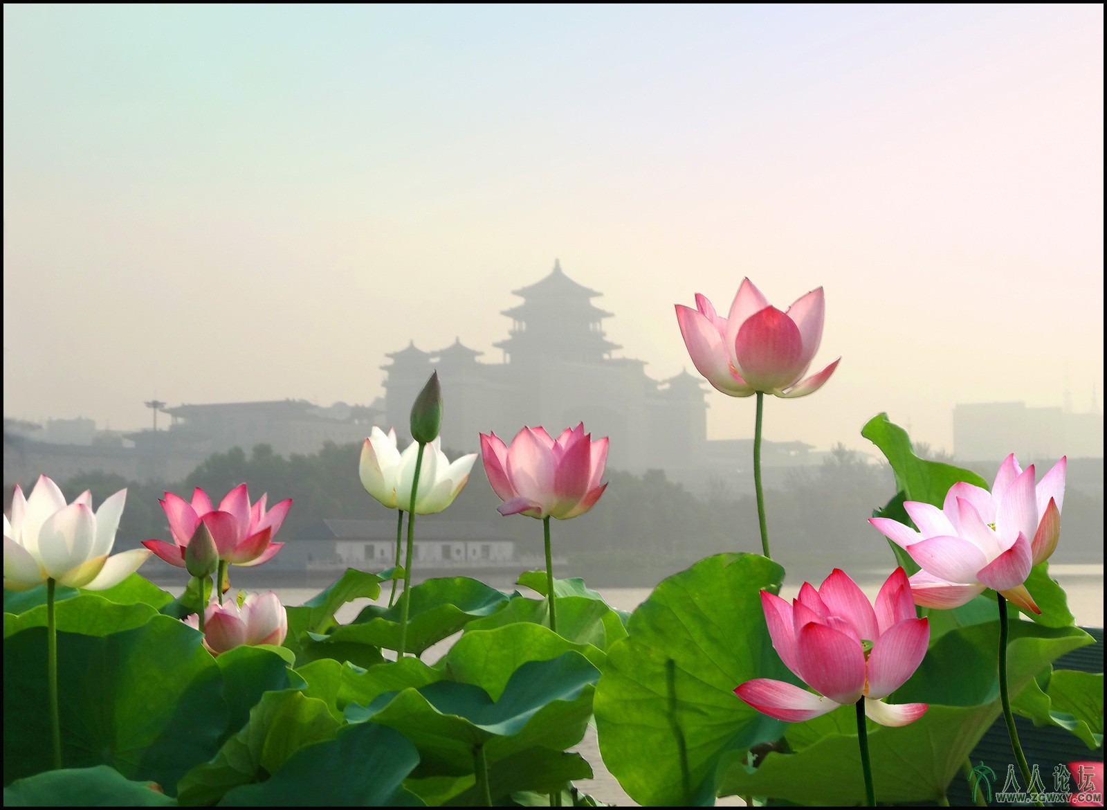 01 京华芙蓉 13-8-4摄