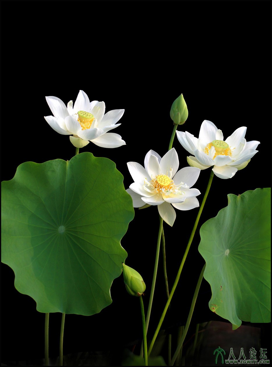 02 三女侠 13-8-4 摄