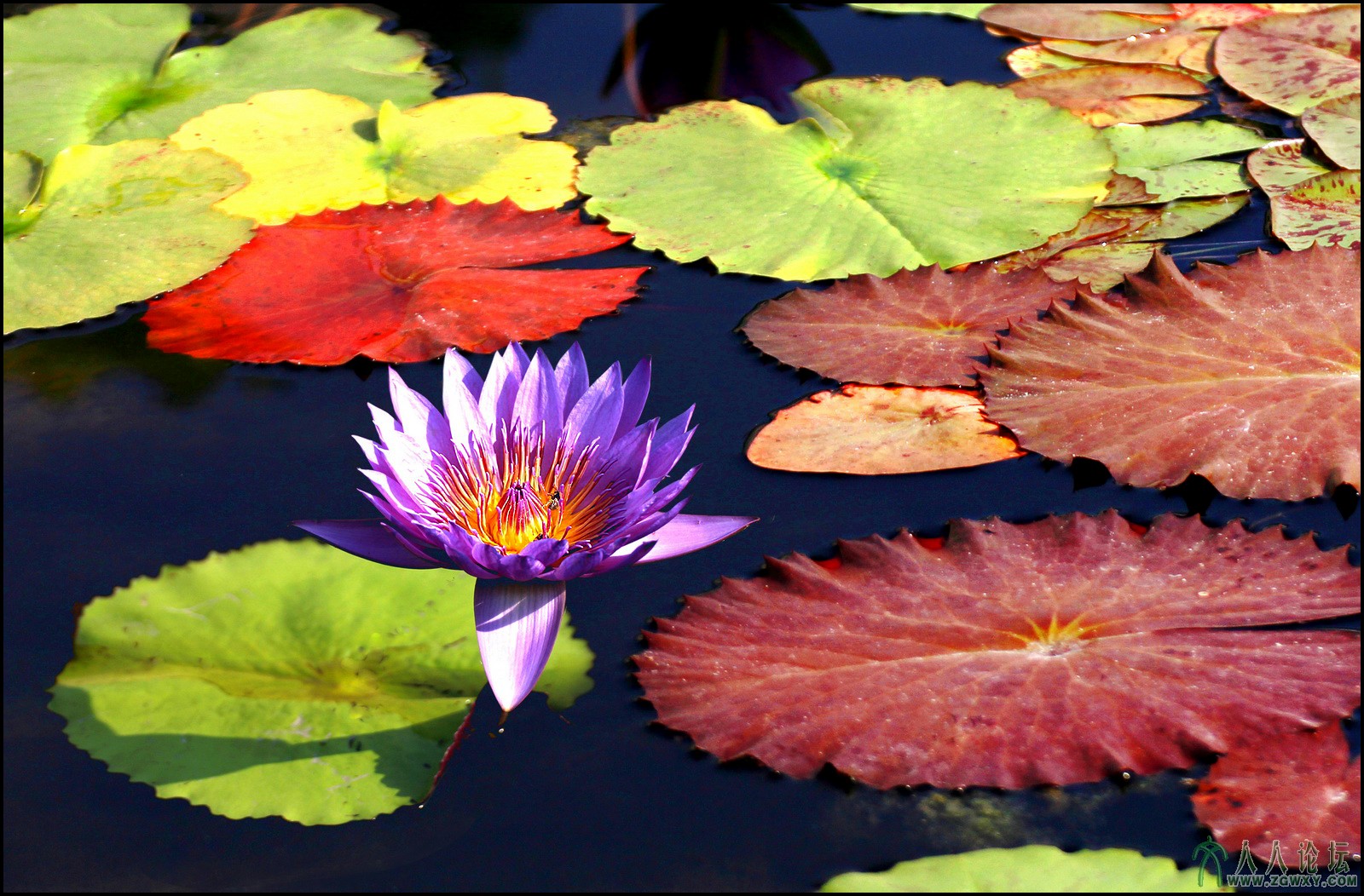 06  众星捧月 13-8-4 摄