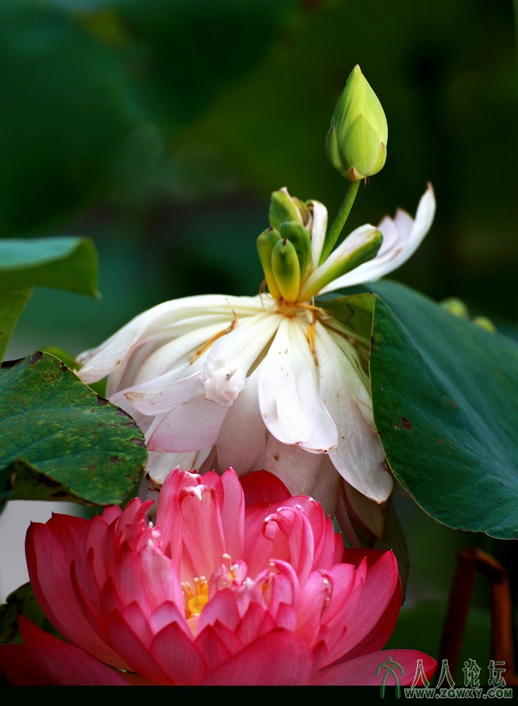 舞姿婆裟（4）13-8-8摄