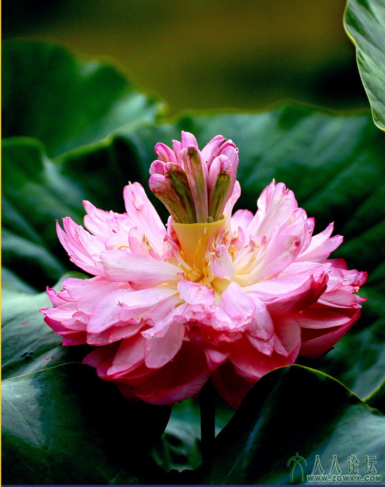 舞姿婆裟（5）12-7-22摄