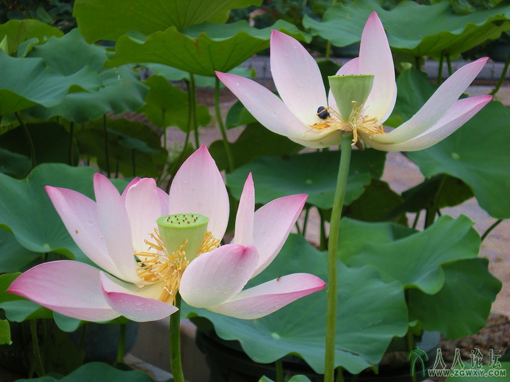 姐妹孕妇乐陶陶 2013.7.15.jpg