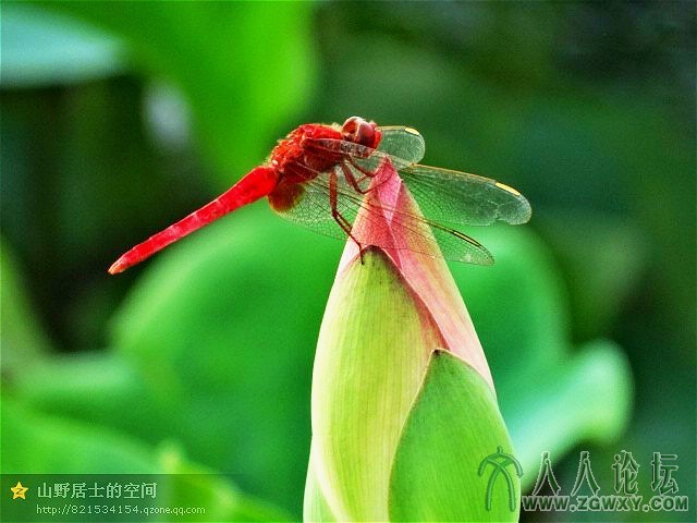 蜻蜓登高随风舞