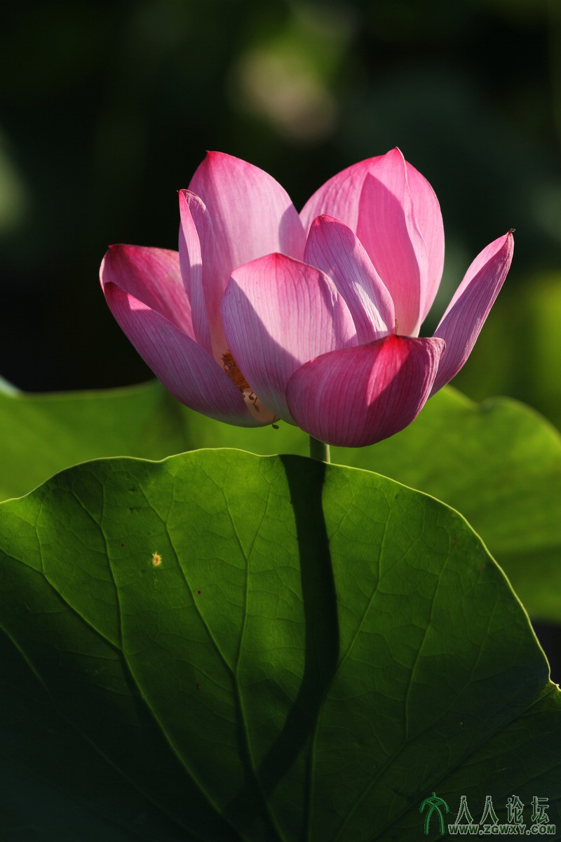 浓妆淡抹总相宜