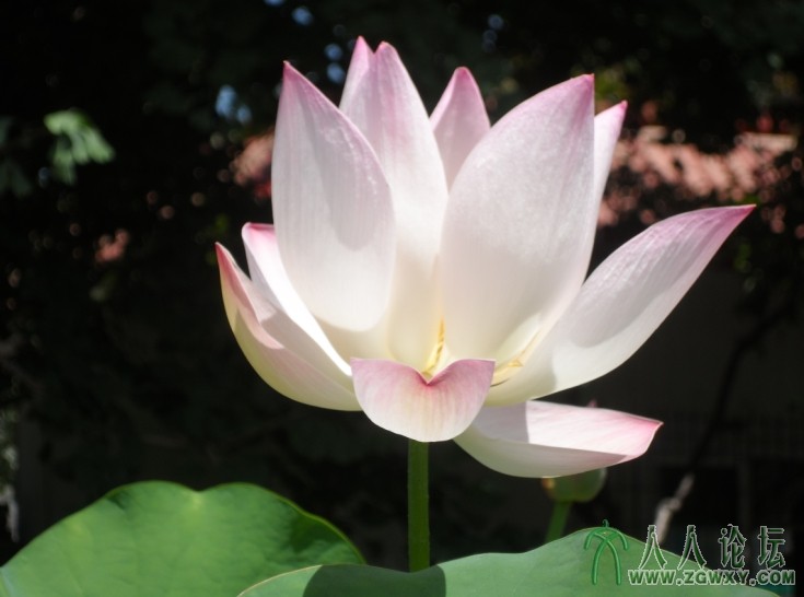 映日荷花展温盈