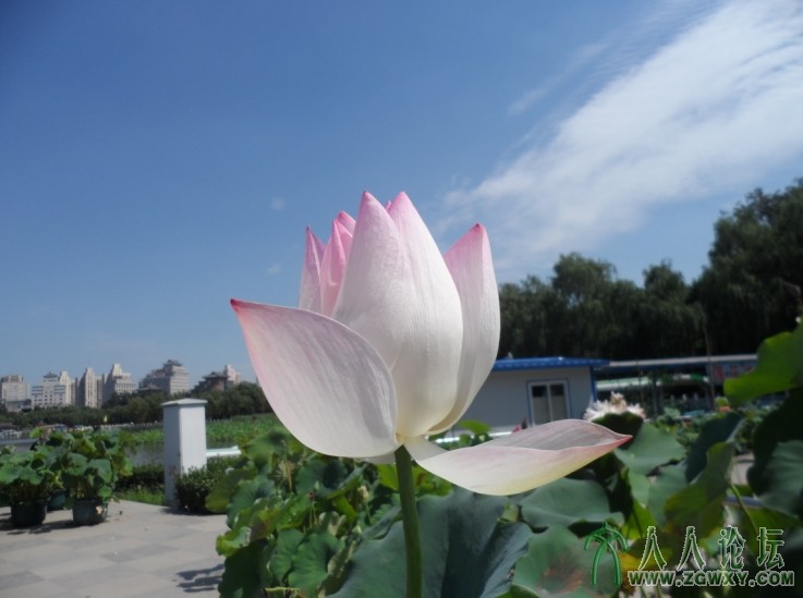 蓝天白云彩荷仙