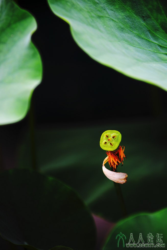 06 nEO_IMG_希望的舞蹈.jpg