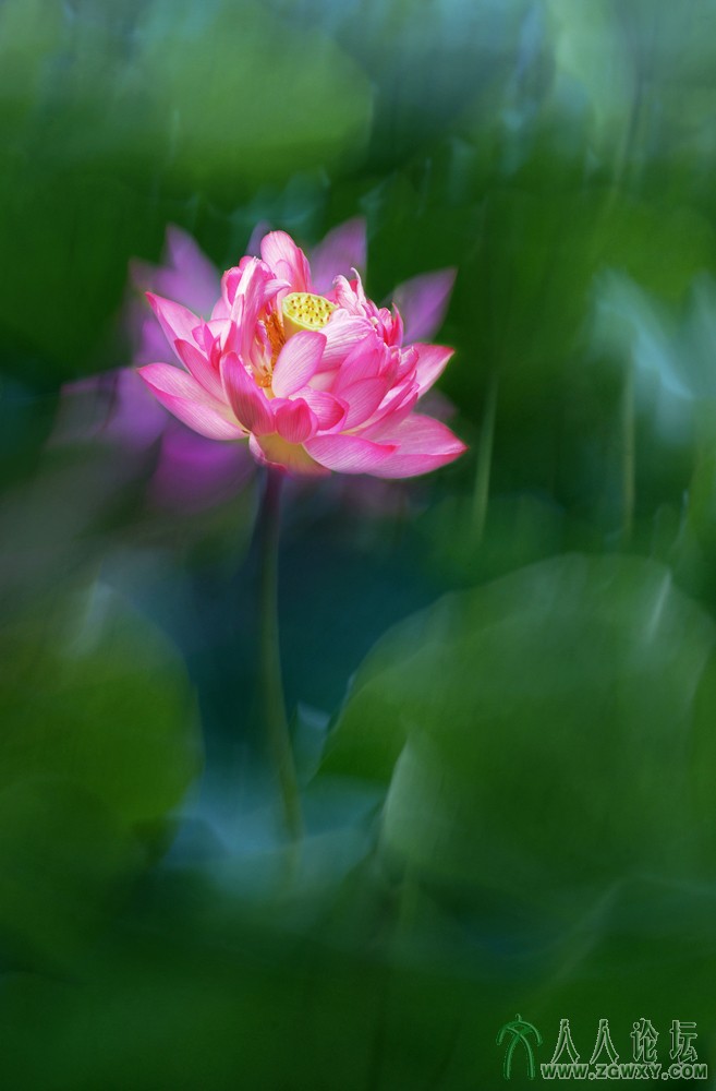 亭亭玉立（组照） (1).jpg