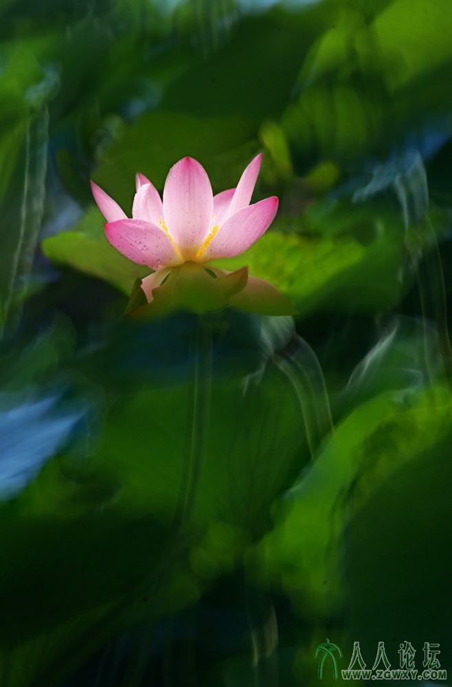 亭亭玉立（组照） (2).jpg