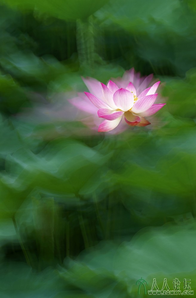 亭亭玉立（组照） (3).jpg