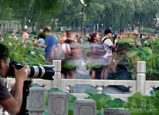 _1【莲花池畔】 摄影 庄丽丽 电话 13661393261.jpg