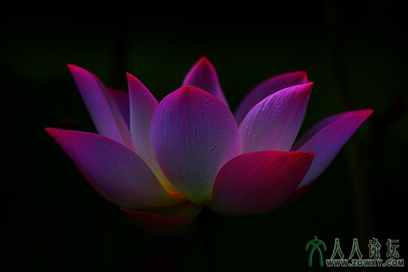 荷塘月色..摄影.李碧