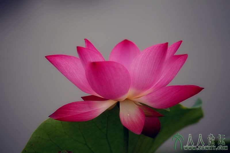 清水出芙蓉.摄影.李碧