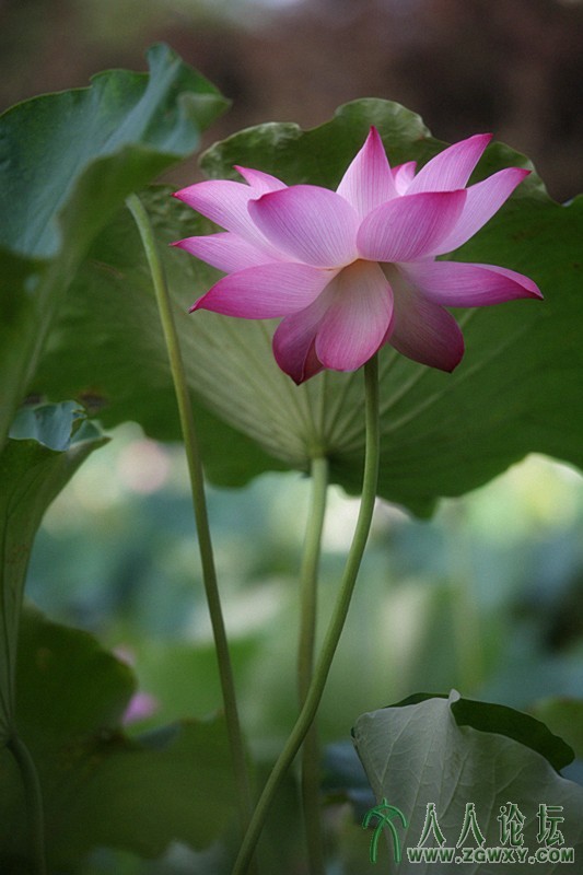 在水一方.摄影.李碧