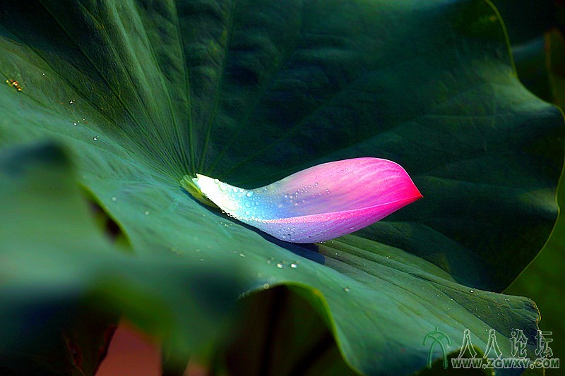 落英缤纷.摄影.李碧