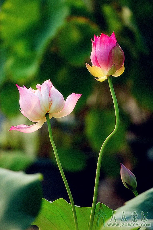 秋荷艳姿.摄影.李碧