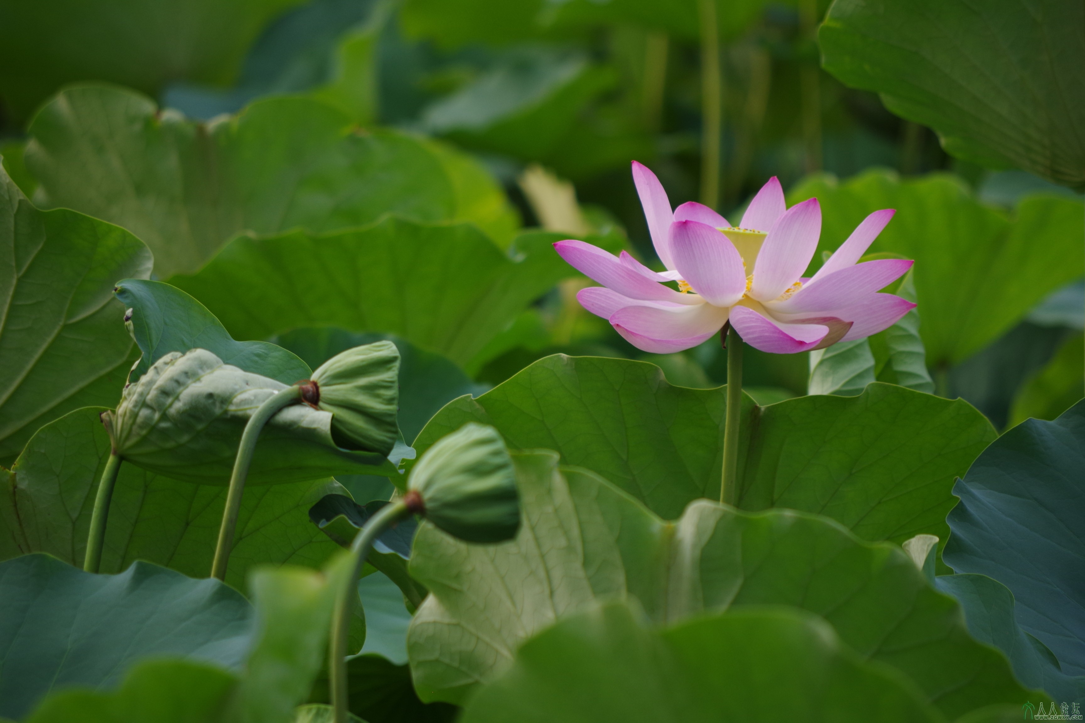 莲花池公园20130807