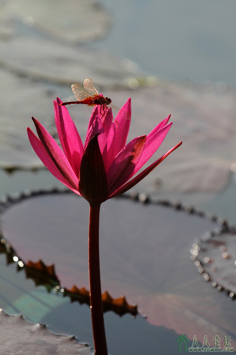 2013-8-3 梦醒时分.JPG