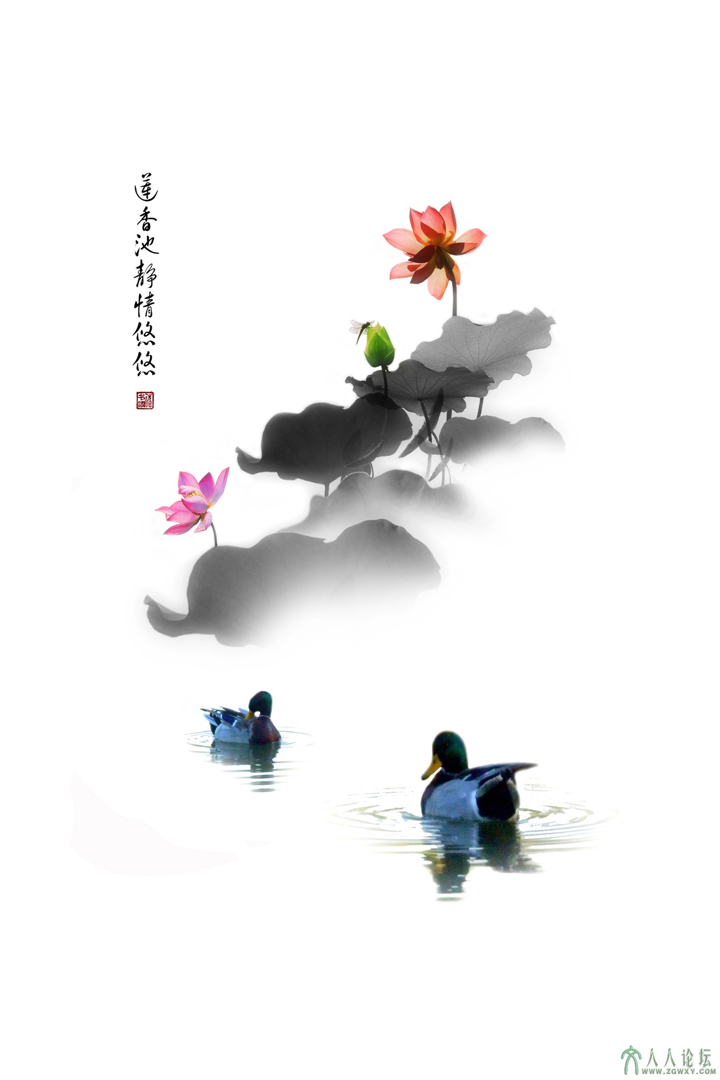 莲香池静情悠悠（褚书润  摄）