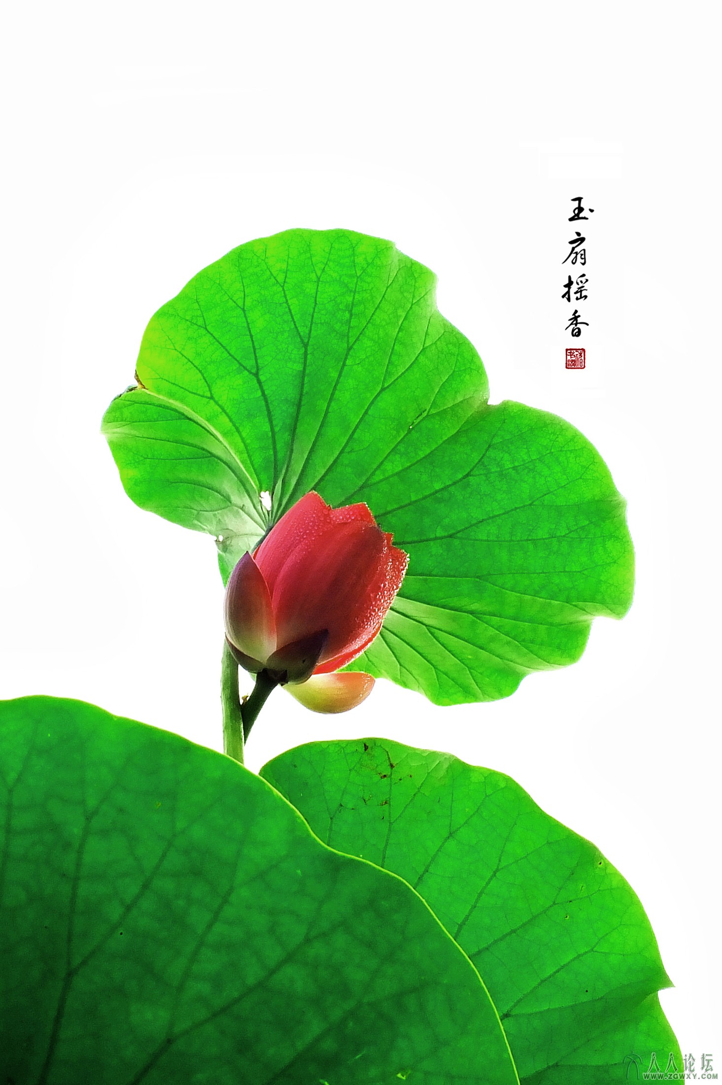 玉扇摇香（褚书润 摄）