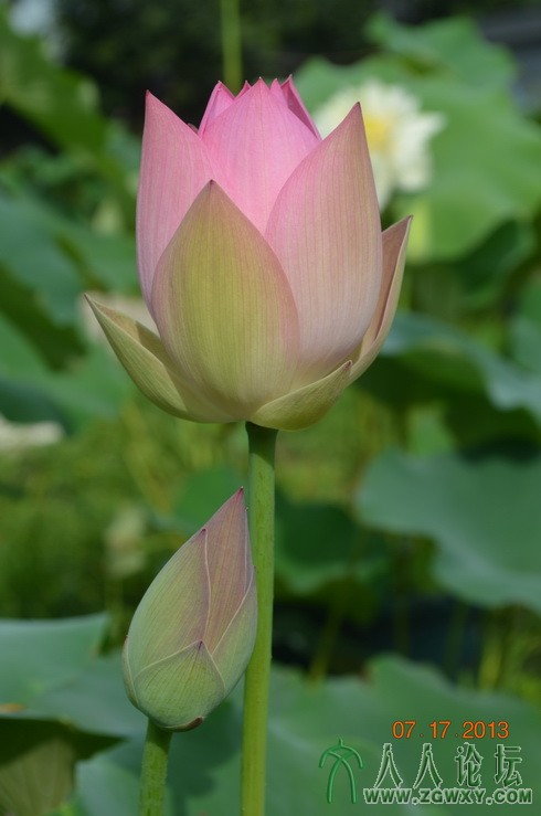 承诺 1661184172@qq.com 1.jpg