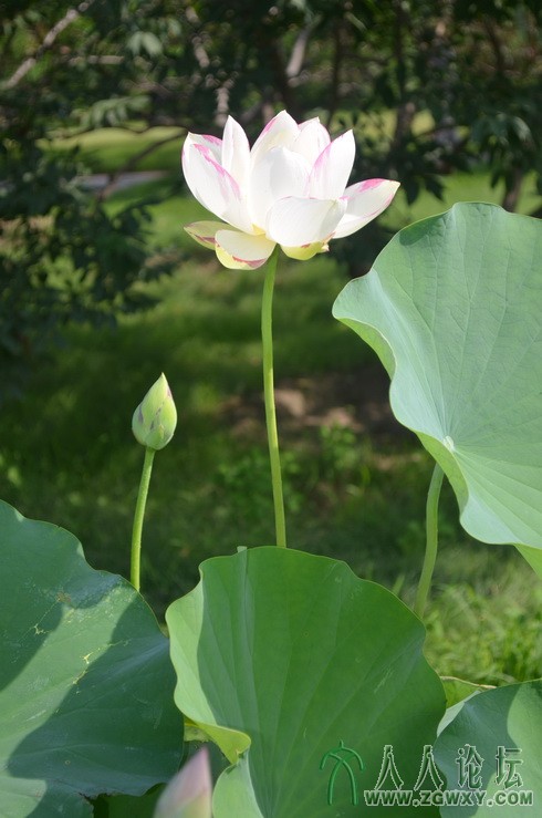 承诺 1661184172@qq.com 12.jpg